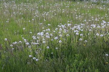dandelion field