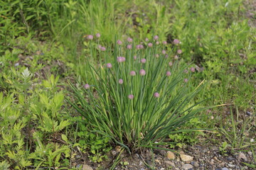 spring flowers