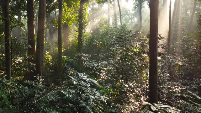 Walk through dense forests as the sun peeks through the trees in summer. The rays iluminate the green forest. Cifor, IPB University Bogor research forest, Indonesia.