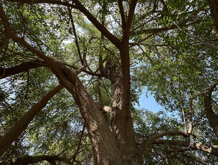 Ziziphus spina-christi, known as the Christ's thorn jujube