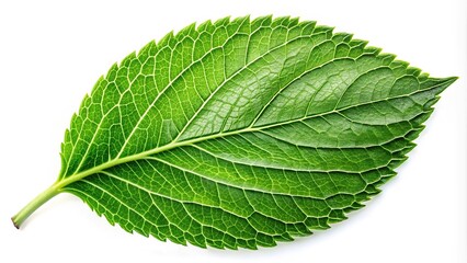 Obraz premium Green leaf isolated on white background with clipping path close-up