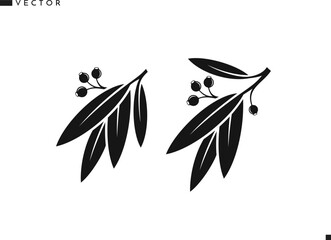 Eucalyptus tree silhouette. Isolated eucalyptus branch with leaves on white background