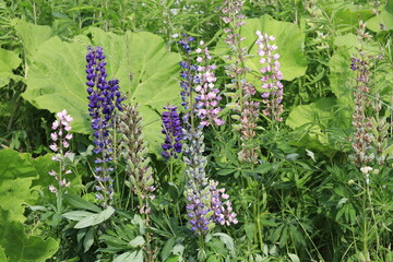 lupine transformation