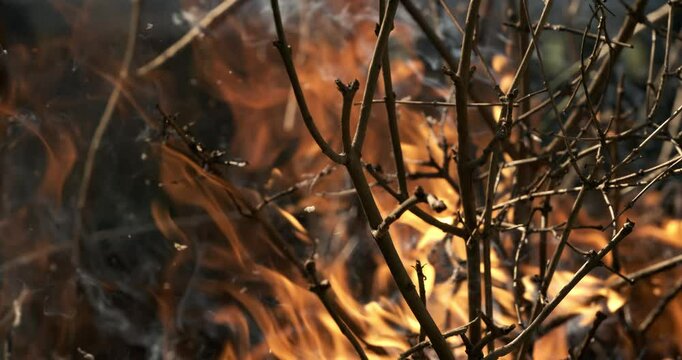 Forest fire in close-up. The branches of shrubs and trees are burning and smoking. Wildfires caused by arson or nature. Shot on super slow motion camera 1000 fps.