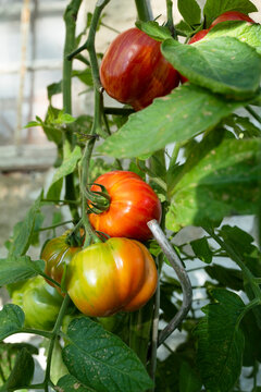 Tomate (Solanum lycopersicum)