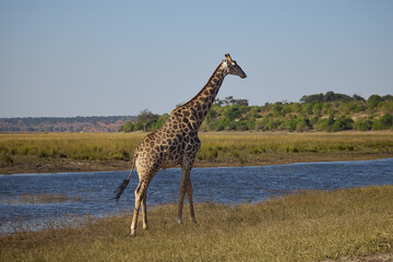 Giraffes are the tallest land animals on Earth, known for their long necks, distinctive spotted coats, and gentle demeanor. Native to the savannas and open woodlands of Africa,