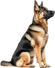German shepherd dog sitting looking up  isolated transparent background