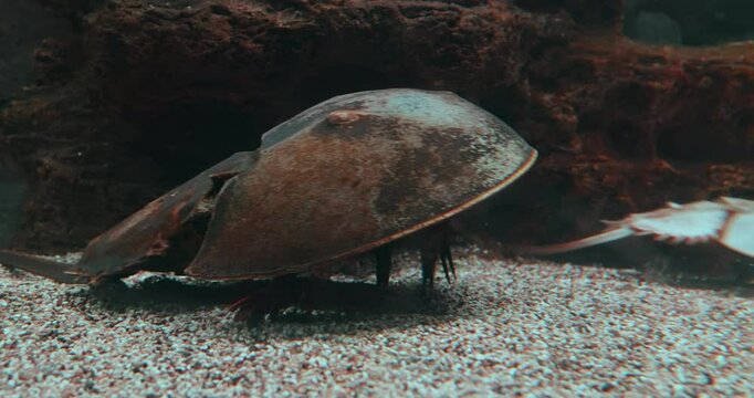 Atlantic horseshoe crab (Limulus polyphemus), also known as the American horseshoe crab, is a species of horseshoe crab, a kind of marine and brackish chelicerate arthropod.
