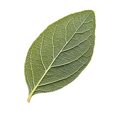 Obraz premium Detailed close-up of a fresh green leaf showing veins and texture, symbolizing nature, growth, and environmental themes. 