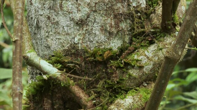 Making ayahuasca, ayawaska, yage. Liana needed to make Ayahuasca, ayawaska. Liana Banisteriopsis caapi. Ecuadorian tropical forest. ProRes video.