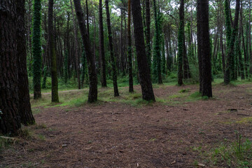 Obraz premium camino por bosque de pinos en Liencres