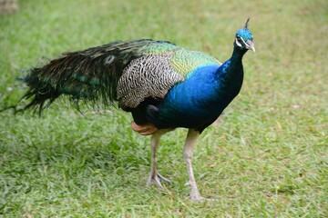 Obraz premium Majestic Peacock Blue Strolling on a Grassy Field