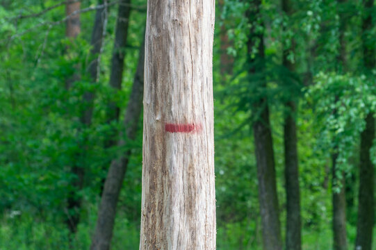 Dead tree with red mark against green trees background - Powered by Adobe
