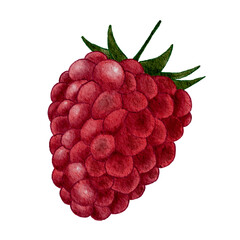 Watercolor hand draw raspberry on white background. Watercolor fruit 