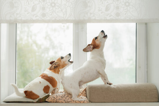 Two dogs in an window, howling, guarding and barking at what they see outside.