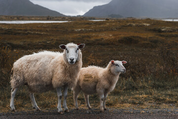 Fototapeta premium Sheep with lamb. Lofoten Norway