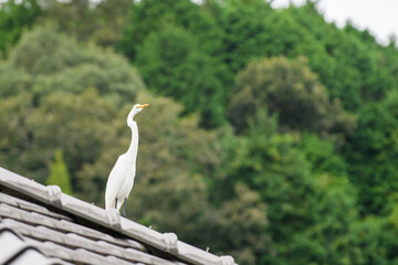 民家の屋根上から周りを見渡すサギ