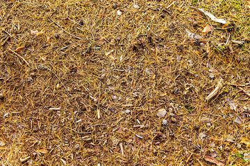 Pine needles, cones and dry branches lying on the ground.