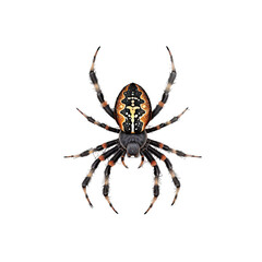 Realistic Spider on Web for Halloween Decor on Transparent Background