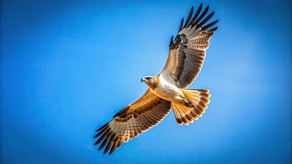 High Angle Booted Eagle flying in blue sky, smallest eagle, fast, attacks accurately