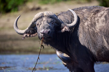 The African water buffalo, also known simply as the African buffalo or Cape buffalo, is one of the most formidable and powerful animals found on the continent. Known for its strength.