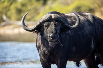 The African water buffalo, also known simply as the African buffalo or Cape buffalo, is one of the most formidable and powerful animals found on the continent. Known for its strength.
