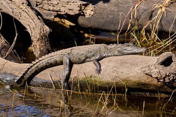 The black crocodile, a true master of the waters, blends seamlessly into its environment. Nature's design at its finest