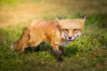 A close up of a Red Fox in the grass