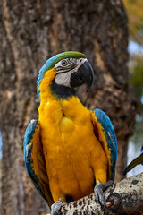VIBRANT COLORS OF A BLUE YELLOW MACAW