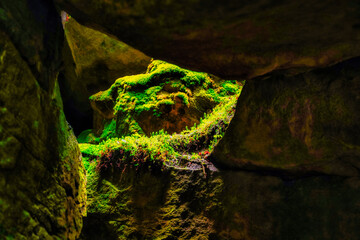 Green moss on rocks in the shadow of a gorge