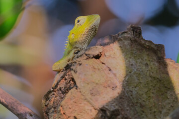 Oriental garden lizard