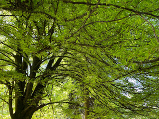 rich green canopy, huge green canopy