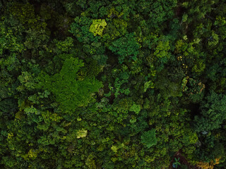 Tree crowns of endemic trees in Santa Catarina, Brazil. Aerial view