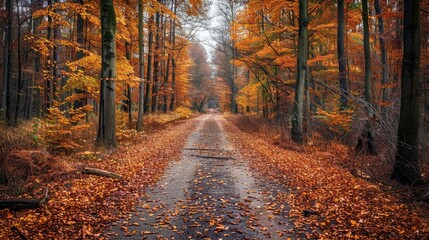 Obraz premium A road with a path through a forest with leaves on the ground
