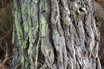 Tronc de pin maritime en Bretagne