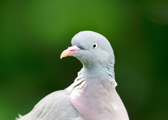 Portrait of a wood pigeon against green background