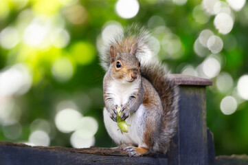 Portrait of a cute grey squirrel eating green hazelnuts on a garden fence