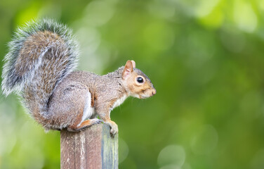 Portrait of a curious grey squirrel sitting on a garden fence post