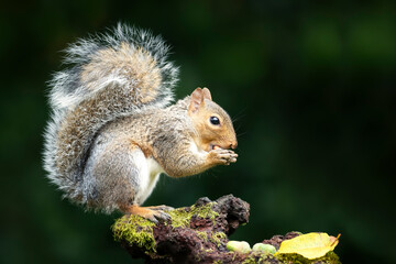 Portrait of a grey squirrel eating nuts on a mossy tree trunk in autumn