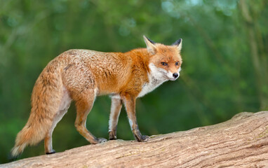 Portrait of a cute red fox standing on a tree in a forest
