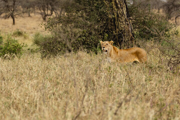 A female lion or lioness grazing through the tall savannah grass at Masai Mara National Reserve, Kenya, Africa