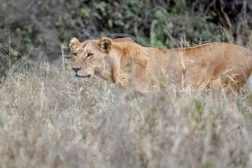 A female lion or lioness grazing through the tall savannah grass at Masai Mara National Reserve, Kenya, Africa