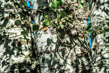Tree trunks with white bark on a sunny day.