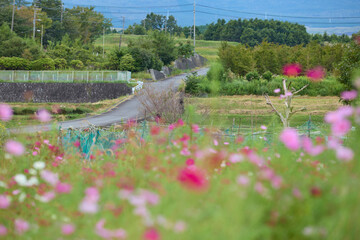 flowers in the pond