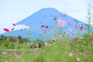 meadow with flowers