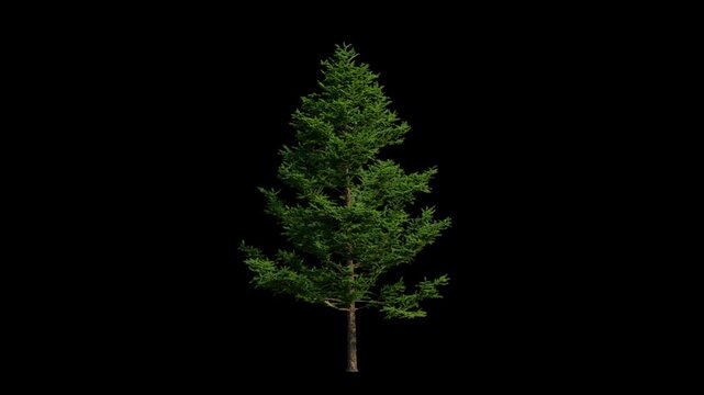 larch tree isolated, seamless loop animation background