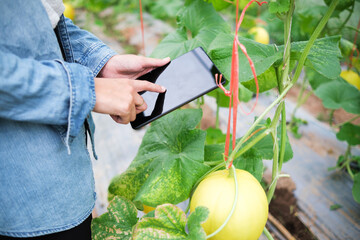Agriculture farmer botanist, using computer tablet device analyzing studying recording data of melon fruit plant monitoring water nutrition growth for breed with science, greenhouse plantation biome.
