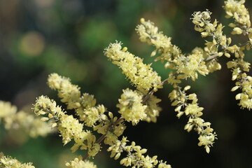 Asparagus acutifolius is an evergreen perennial plant belonging to the genus Asparagus