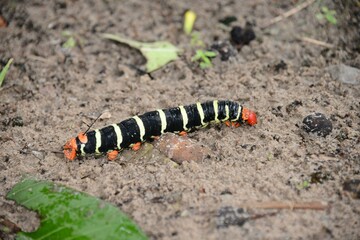 Caterpillar Pseudosphinx tetrio in tropical sandy soil