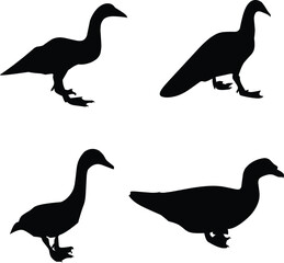 Silhouette of the fowl icon or duck